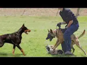Video: Malinois VS Doberman | Dog Breed Fight.